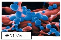 H5N1 Virus